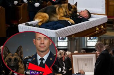 At the funeral, a K9 dog jumped onto the veteran’s body—what happened next left everyone in tears…