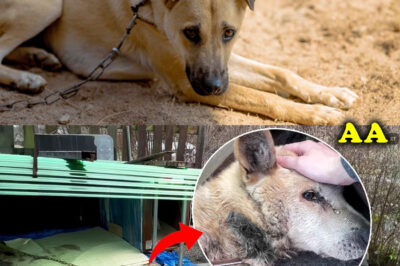 After 11 years of being chained, the dog thought he would be free, but suffering came