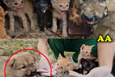 It was unbelievable when three angry crying kittens attacked the puppy that wanted to save it