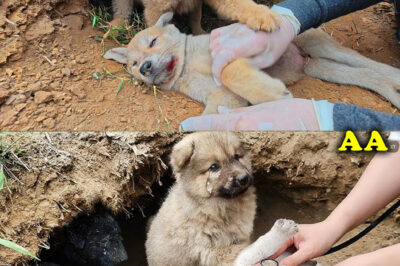 It was unbelievable to see a puppy crying and begging to save its brother who was dying of hunger.