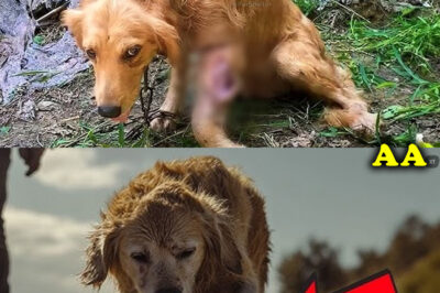 Aʙᴜsᴇᴅ and Neglected: An Abandoned Dog Who Lost Trust but Found Love