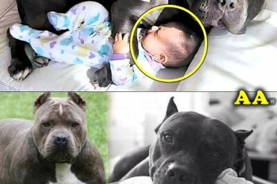 Pitbull Aᴛᴛᴀᴄᴋᴇᴅ Babysitter – Parents Checked Cameras and Called Police Immediately!