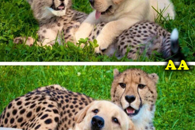 This dog and the cheetah met as children, two years later, they are still inseparable