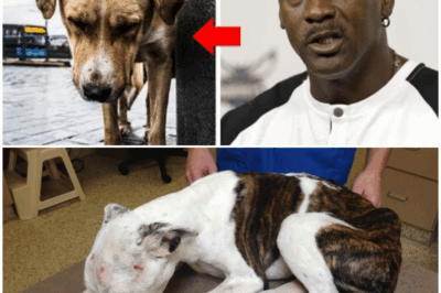 Michael Jordan saw a dog being mistreated — and did what no one expected