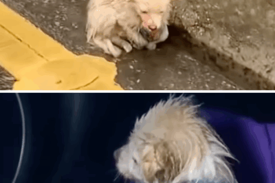 He was abandoned then hit by a car shivering, soaked, barely breathing by the roadside, no one help!