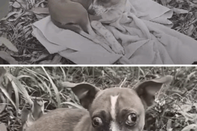 I burst into tears when I looked into his eyes, blind and scared, unawar what his owner did to him