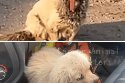 The jaw disappeared, the tongue fell out and the stray dog ​​was desperately calling for help!
