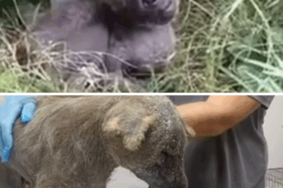 Disfigured Face, Pus-Filled Wound – From the Bottom of Despair, Krosh Found the Light of Love!