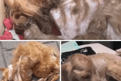 He was abandoned, starving, and weak—just skin and bones, with eyes full of fear and despair.