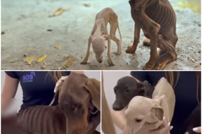 They were Locked Up, Starved and Begged to be saved – Try Not to Cry