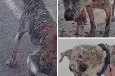 From Despair to Dignity: The Heartbreaking and Heroic Journey of Meg the Street Dog