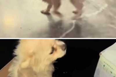 From Wounded Stray to Cherished Family: The Heartwarming Journey of Flora the Puppy