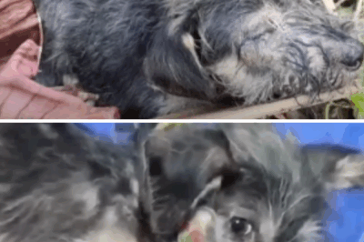 The weak and sick puppy abandoned on the hill lost its strength.