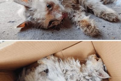 The injured stray cat lay barely breathing, near death, but love gave her a second chance at life.
