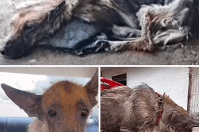 The Neglected German Shepherd Who Now Knows What Happiness Is