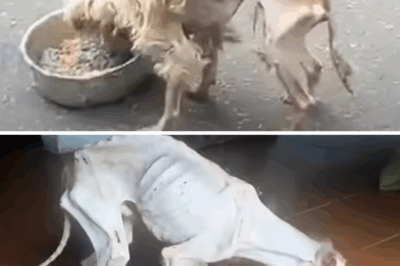 It Seemed Impossible to Survive in The Deep Forest… But This Starving Dog Made a Miracle!