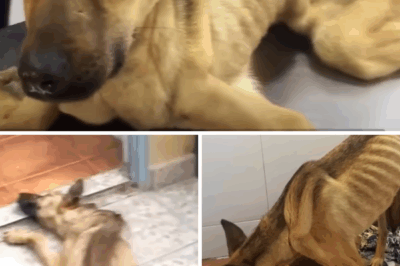 After 10 months of starvation, his bones were protruding and couldn’t stand up! Incredible Transform