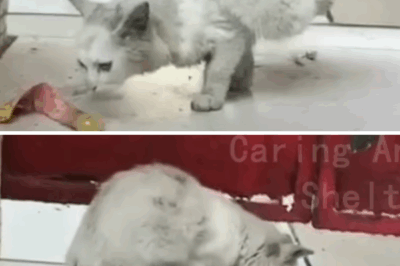 A stray cat missing its lower body is struggling to find food and just wants to live.