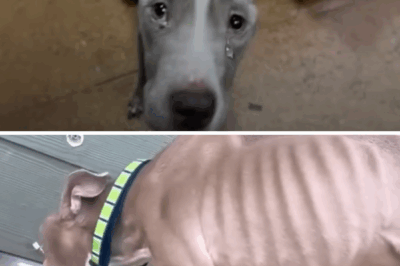 Exploited and Completely Drained, The Skinny Dog Broke in Tears After Everything his Owner Had Done