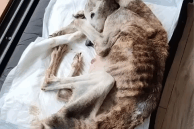 Tears for a Broken Body, Still Beating for Hope – The Story of Palito