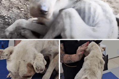 No Food, No Drink, No Love – Just Because He’s No Longer Profitable