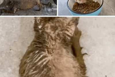 -30℃, a stray cat was smeared with feces, frozen on a bicycle!