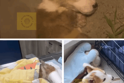 From Street Shadows to Sunshine: The Heartwarming Rescue of a Forgotten Corgi