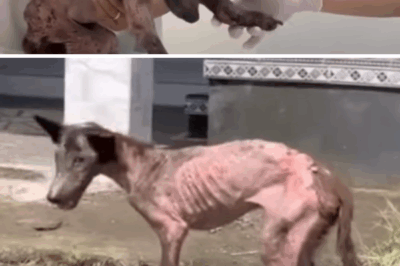 Kibo’s Journey: From Tragedy to Triumph – The Rescue of a Brave Little Dog