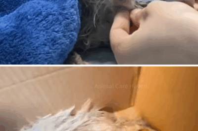 A dying cat, unable to make a sound, was saved by loving children who helped her regain life.❤️