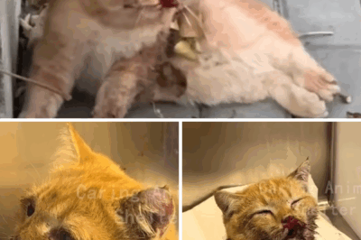 This bleeding stray cat is about to die but his eyes are full of the will to live.