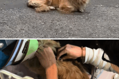 From Trauma to Trust: The Remarkable Recovery of a Puppy Hit by a Car.