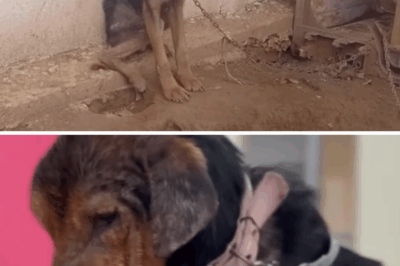 Chained and humiliated his whole life, he burst into tears when he got a bed