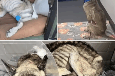 Malnourished dog begs passersby to save him, he ate trash to survive for days