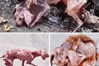 From Skin and Bones to Happiness: The Journey of Rescuing Strong