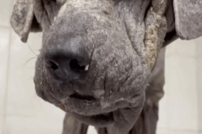 From Despair to Hope: Walter’s Remarkable Journey of Rescue and Recovery