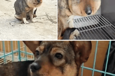 Although the little dog looks comical, this poor little guy is actually suffering in pain every day.