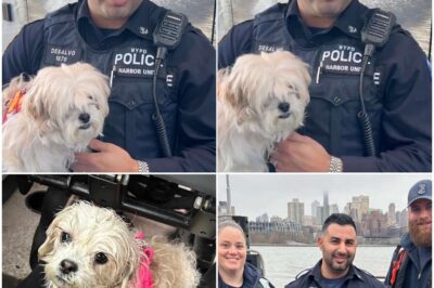 The Dog Dug in the Snow Every Morning — And the Truth I Found Left Me Speechless