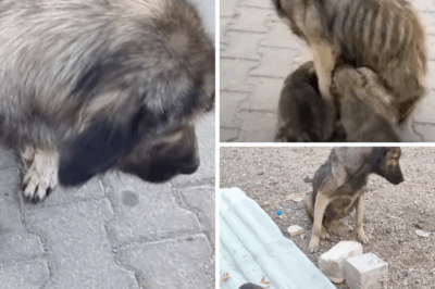 The exhausted mother dog begged passersby to save her six tiny puppies