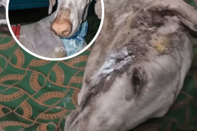 Alone in Pain, Skinny, Severely Depressed, BUT Fate Sent Her a Miracle!