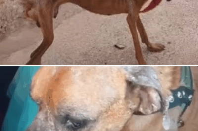 He Was Just A Breathing Skeleton… Until We Held Him In Our Arms