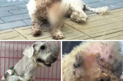 Abandoned in the Heat: The Emotional Rescue of a Forsaken, Neglected, and Helpless Dog