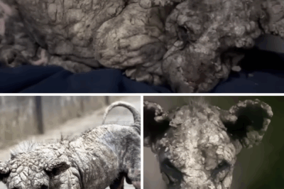 Forgotten and Covered in Concrete, He Still Looked at Me Like I Was His Last Hope