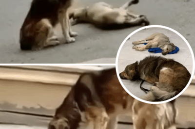 Male dog desperately begged passerby to help his partner, he cried watching her going to end