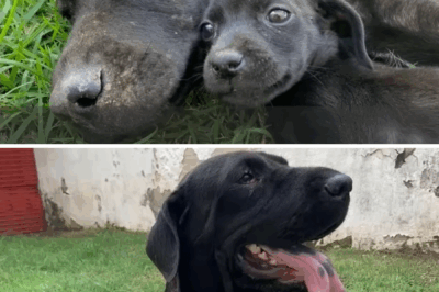 The mother dog cried in exhaustion, heartbroken that her puppy was starving because of her