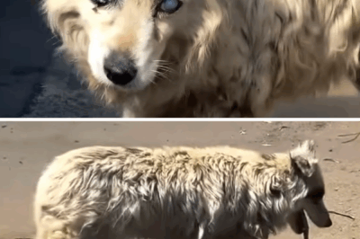 Her blind eyes made people turn away, while she silently endured