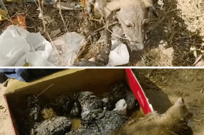 The Puppy Was Covered in Tar and Couldn’t Breathe… Until The Rescuers Stepped In