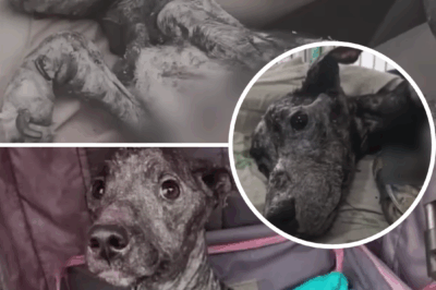 I Burst Into Tears Holding Her in my Arms, She Gazed me as if to Say “Please Fight for me”