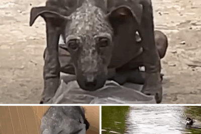 From Trash to Treasure: The Heartwarming Rescue of Pan Pan the Stray Dog