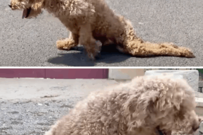 On the hot road, he dragged his paralyzed legs in search of food until a kind man made him a cart.❤️