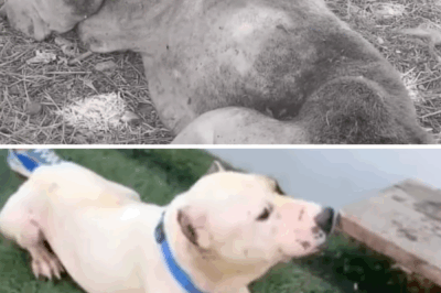 Chained for Life and Mistreated, Maggots and Ticks Took Over his Body, Every Move he Took he Cried